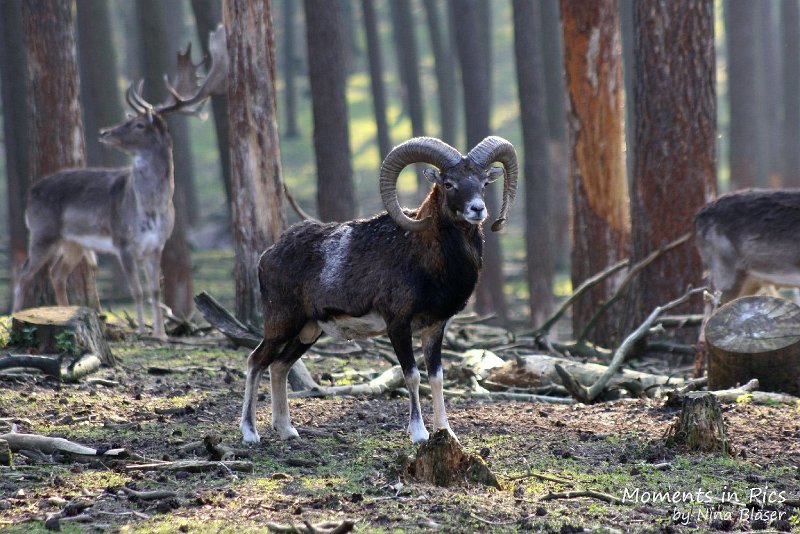 Airsi Blue Volshebny Svet 2010-04-14 (3).JPG